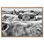 Cow Behind Gaze – Alu-Dibond wall art featuring a striking monochrome scene of a cow in a dense herd.