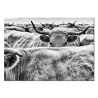 Cow Behind Gaze – Alu-Dibond wall art featuring a cow in a herd with strong gaze and curved horns.