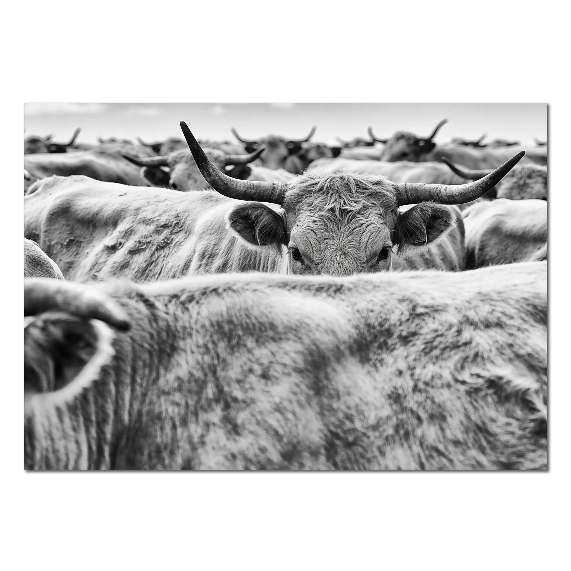 Cow Behind Gaze – Alu-Dibond wall art featuring a cow in a herd with strong gaze and curved horns.