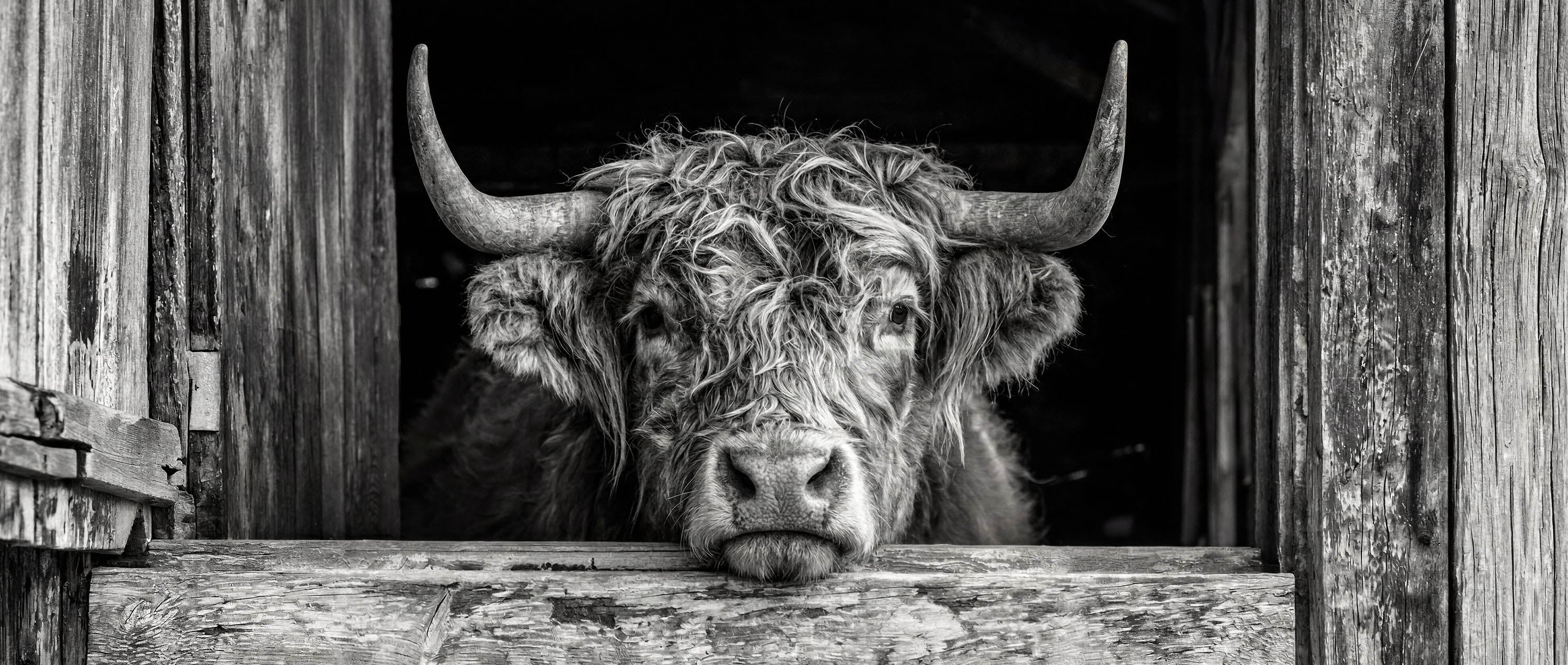 Alpine Cow Wall Art XXL – Cow at the Barn Window | ArtDarts