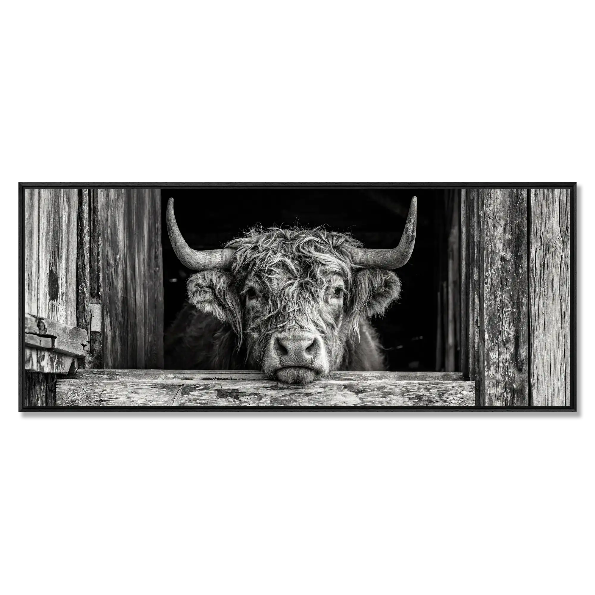 Cow at the Barn Window