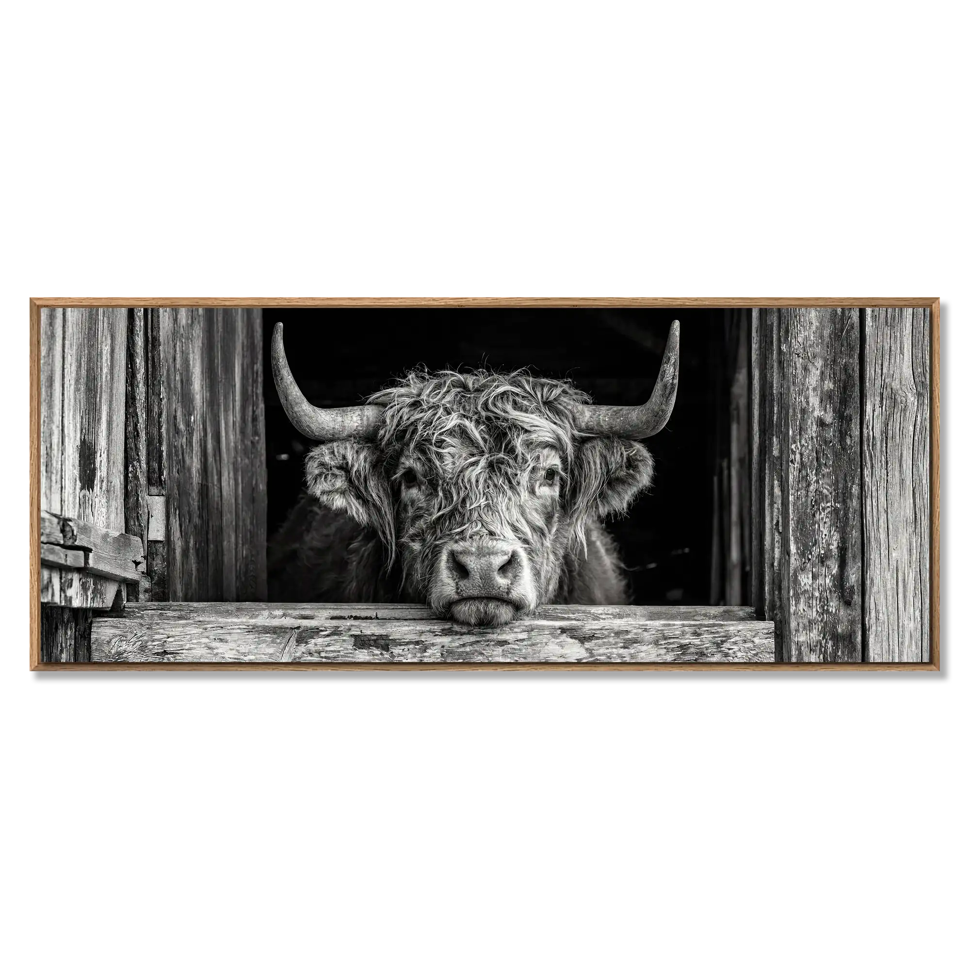 Cow at the Barn Window