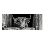 Cow at the Barn Window