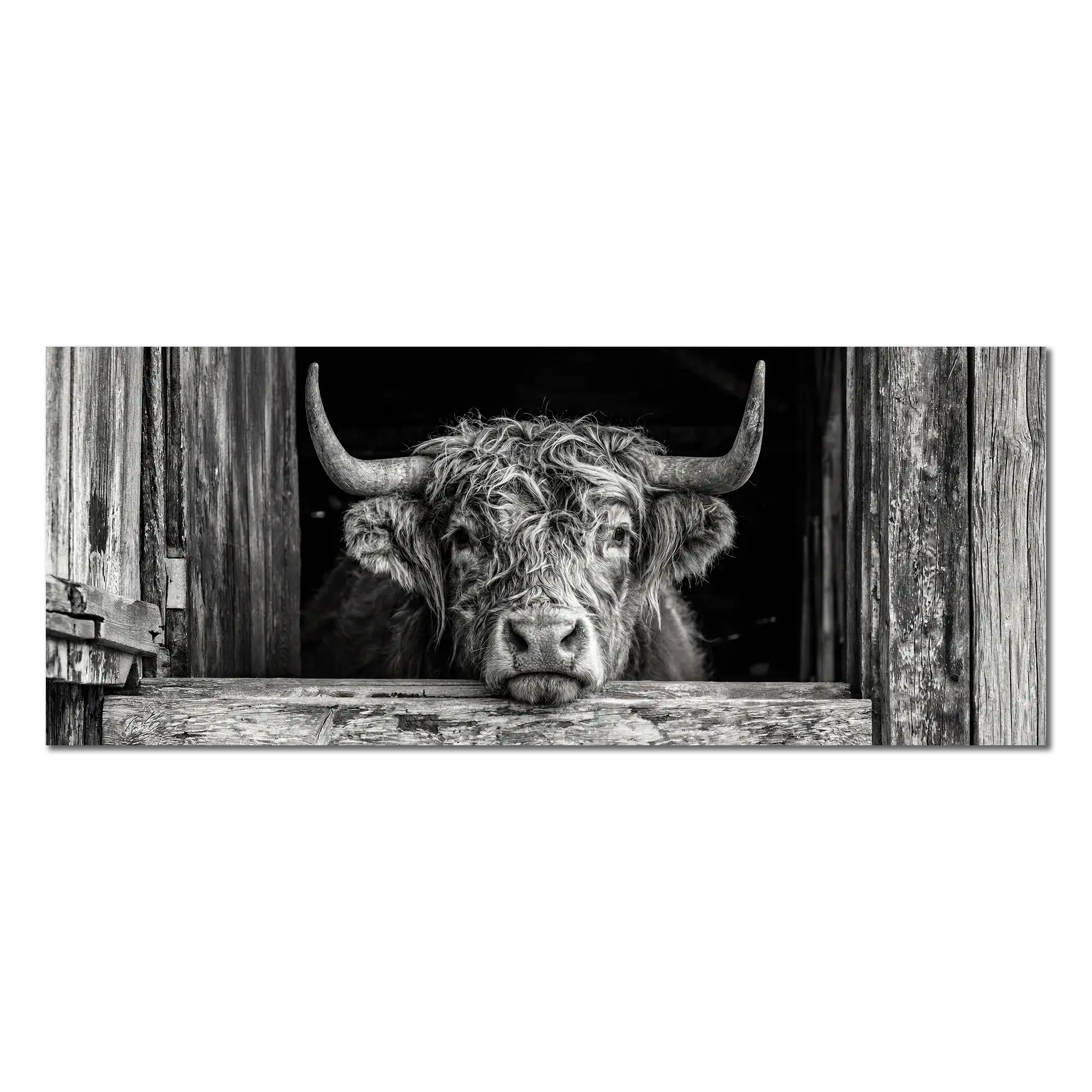 Cow at the Barn Window