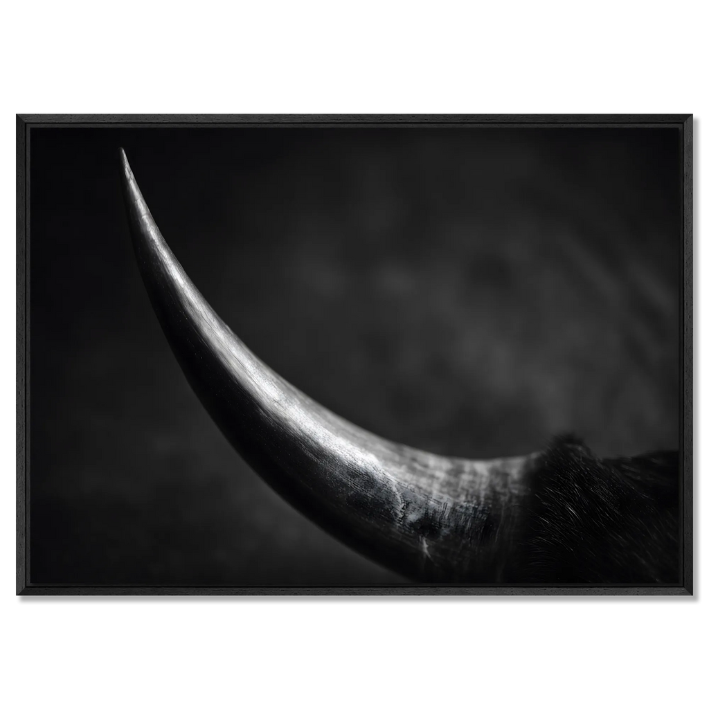 Curve of a Bull – Alu-Dibond wall art showcasing a bull's horn in elegant black and white.