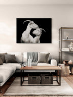 Elegance of goats - Alu-Dibond wall art displayed in a modern living room setting, capturing a tender moment between alpine goats.
