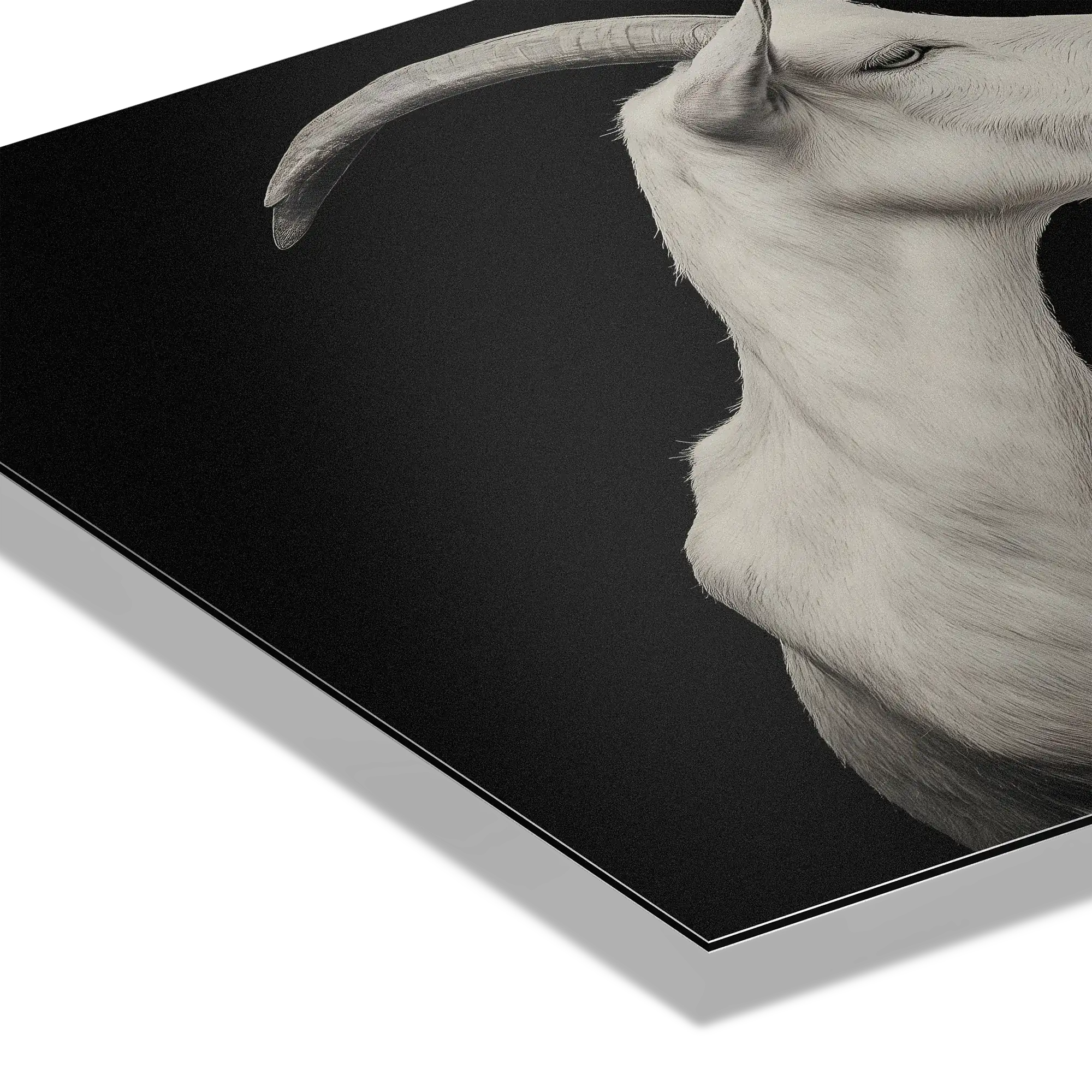 Élégance des chèvres - Tableau en Alu-Dibond