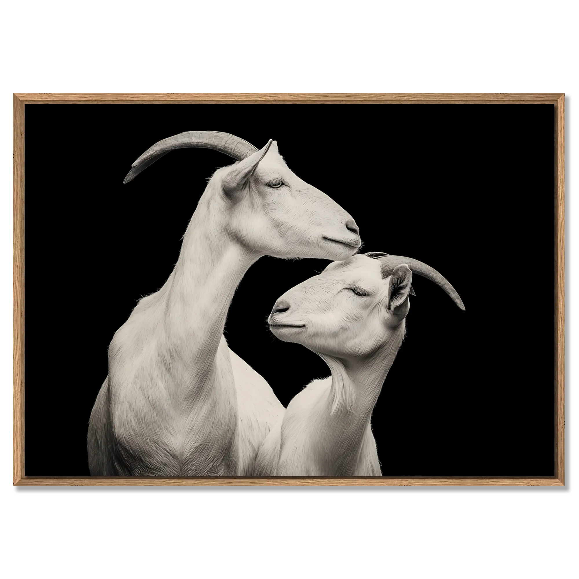 Élégance des chèvres - Tableau en Alu-Dibond