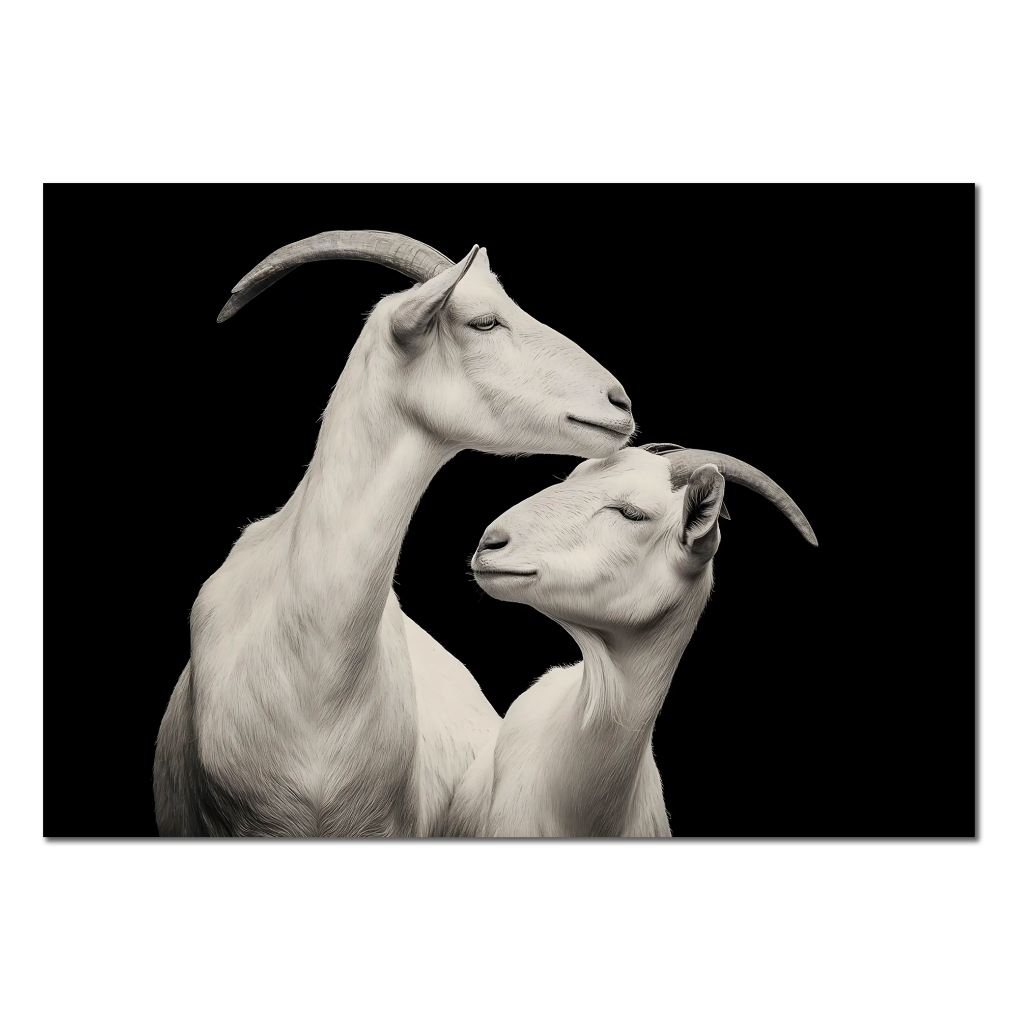 Élégance des chèvres - Tableau en Alu-Dibond