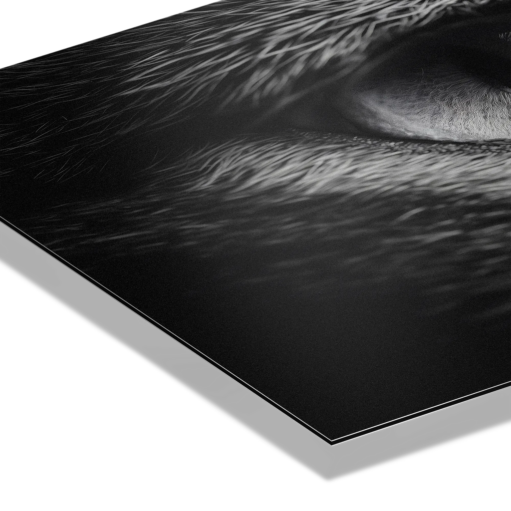 Close-up of the eye of a fox, capturing exceptional detail. Eye of a Fox – Alu-Dibond wall art.