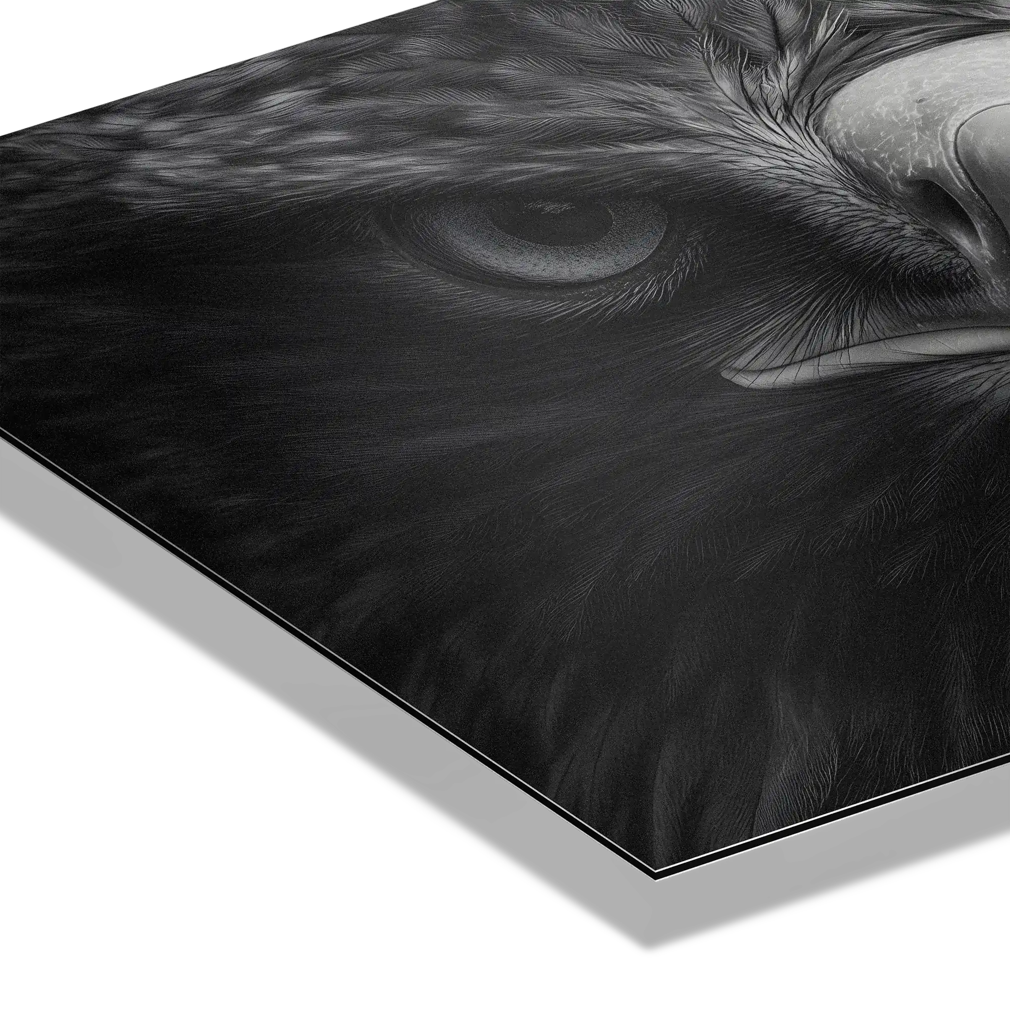 Aigle au centre de l'attention - Tableau mural en Alu-Dibond