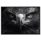 Aigle au centre de l'attention - Tableau mural en Alu-Dibond