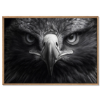 Aigle au centre de l'attention - Tableau mural en Alu-Dibond