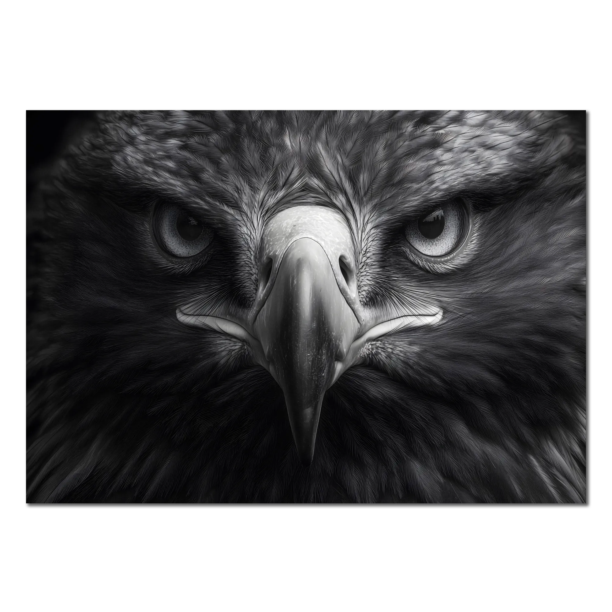 Aigle au centre de l'attention - Tableau mural en Alu-Dibond