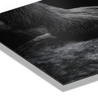 Footing of a Goat – Alu-Dibond wall art showcasing the detailed fur and texture of a mountain goat's paw on stone.