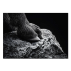 Footing of a Goat – Alu-Dibond wall art showcasing the sure footing of a mountain goat on a stone.