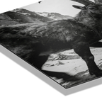 Gaze of Ibex – Alu-Dibond wall art featuring a black-and-white image of an alpine ibex in motion.