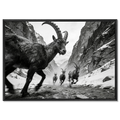 Gaze of Ibex – Alu-Dibond wall art featuring alpine ibex in a dramatic mountain ravine.