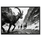Gaze of Ibex – Alu-Dibond wall art featuring alpine ibex in a dramatic mountain ravine.