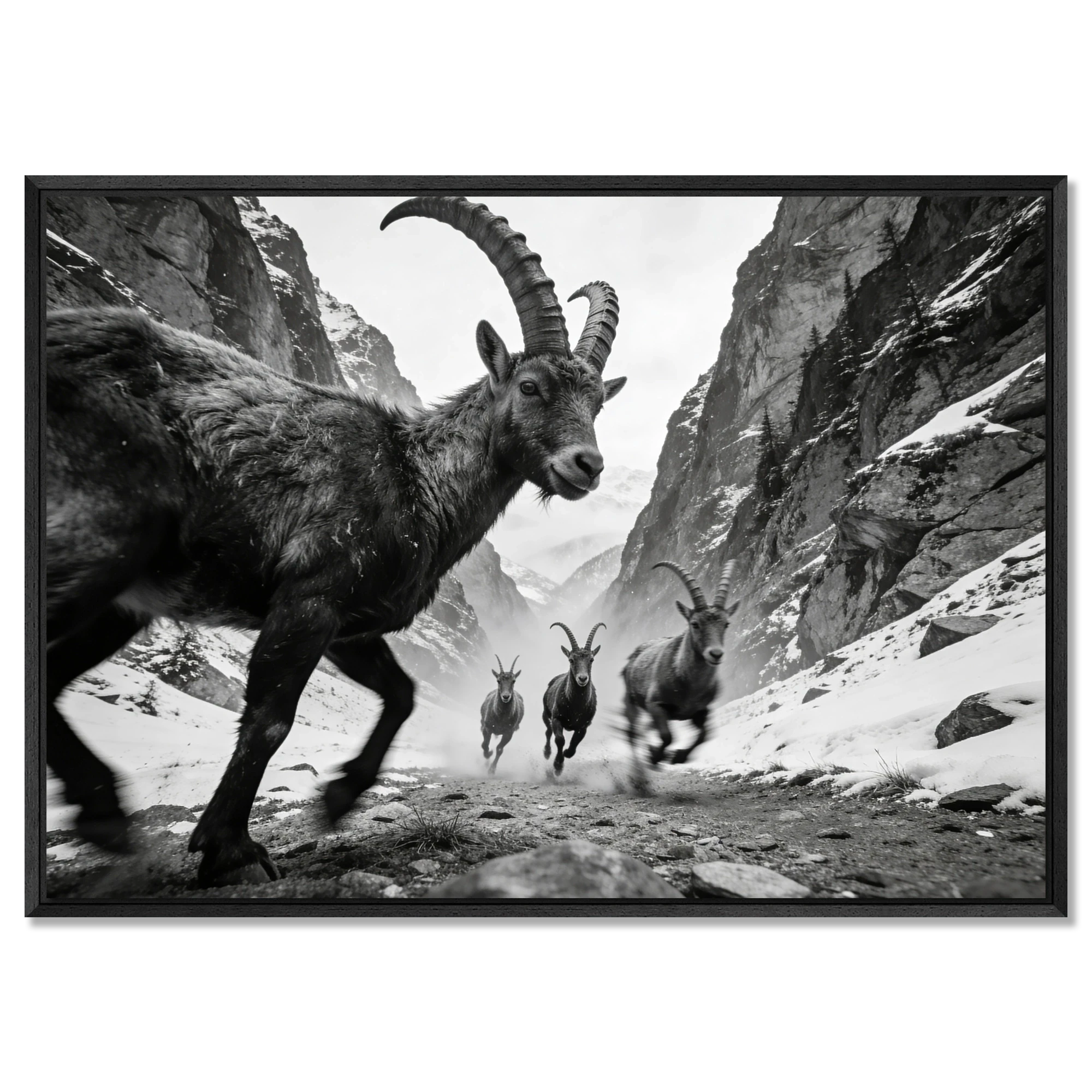 Gaze of Ibex – Alu-Dibond wall art featuring alpine ibex in a dramatic mountain ravine.