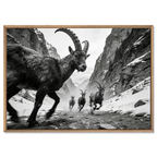 Gaze of Ibex – Alu-Dibond wall art featuring alpine ibex in a dramatic mountain ravine.