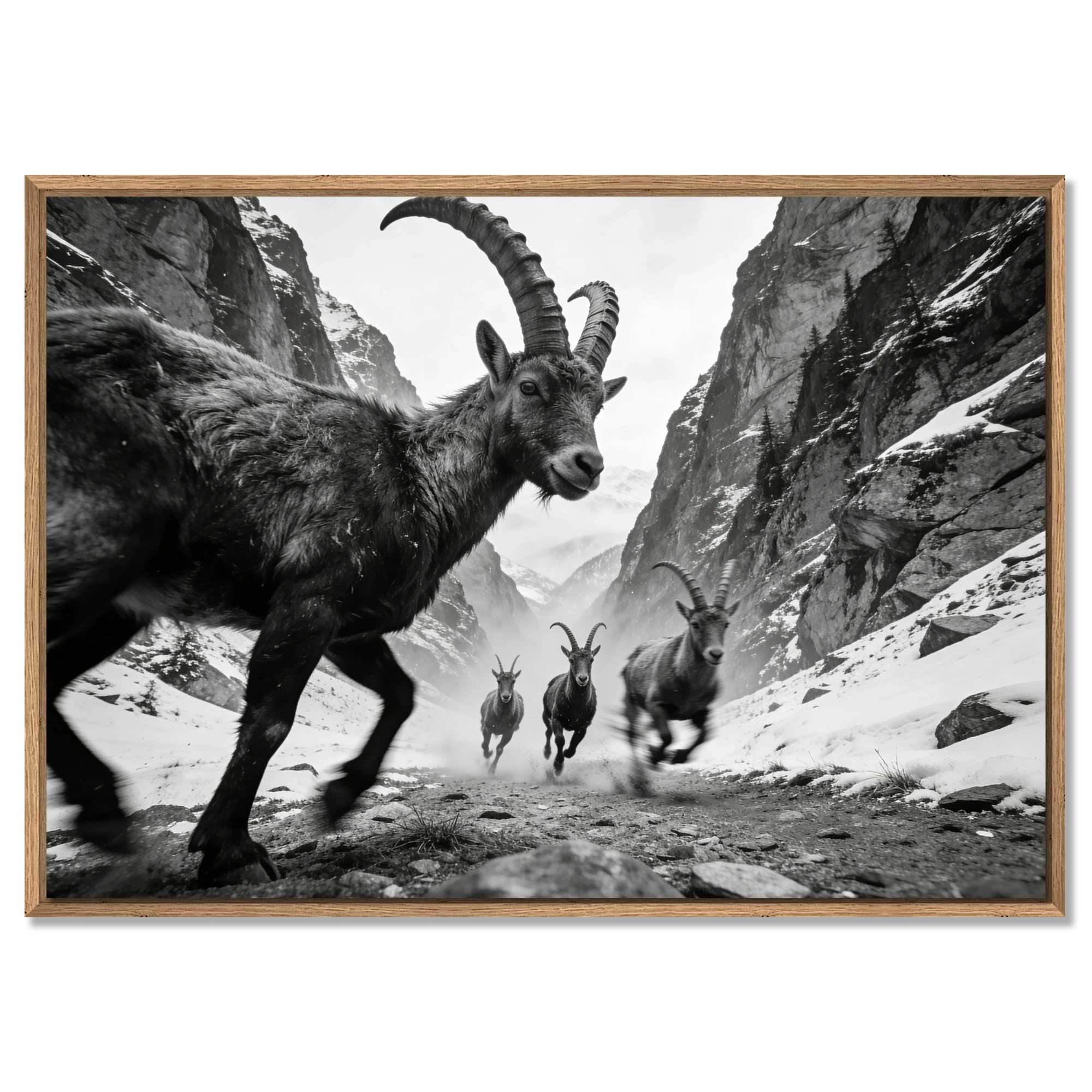 Gaze of Ibex – Alu-Dibond wall art featuring alpine ibex in a dramatic mountain ravine.