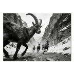 Gaze of Ibex – Alu-Dibond wall art featuring alpine ibex in a dramatic mountain ravine.
