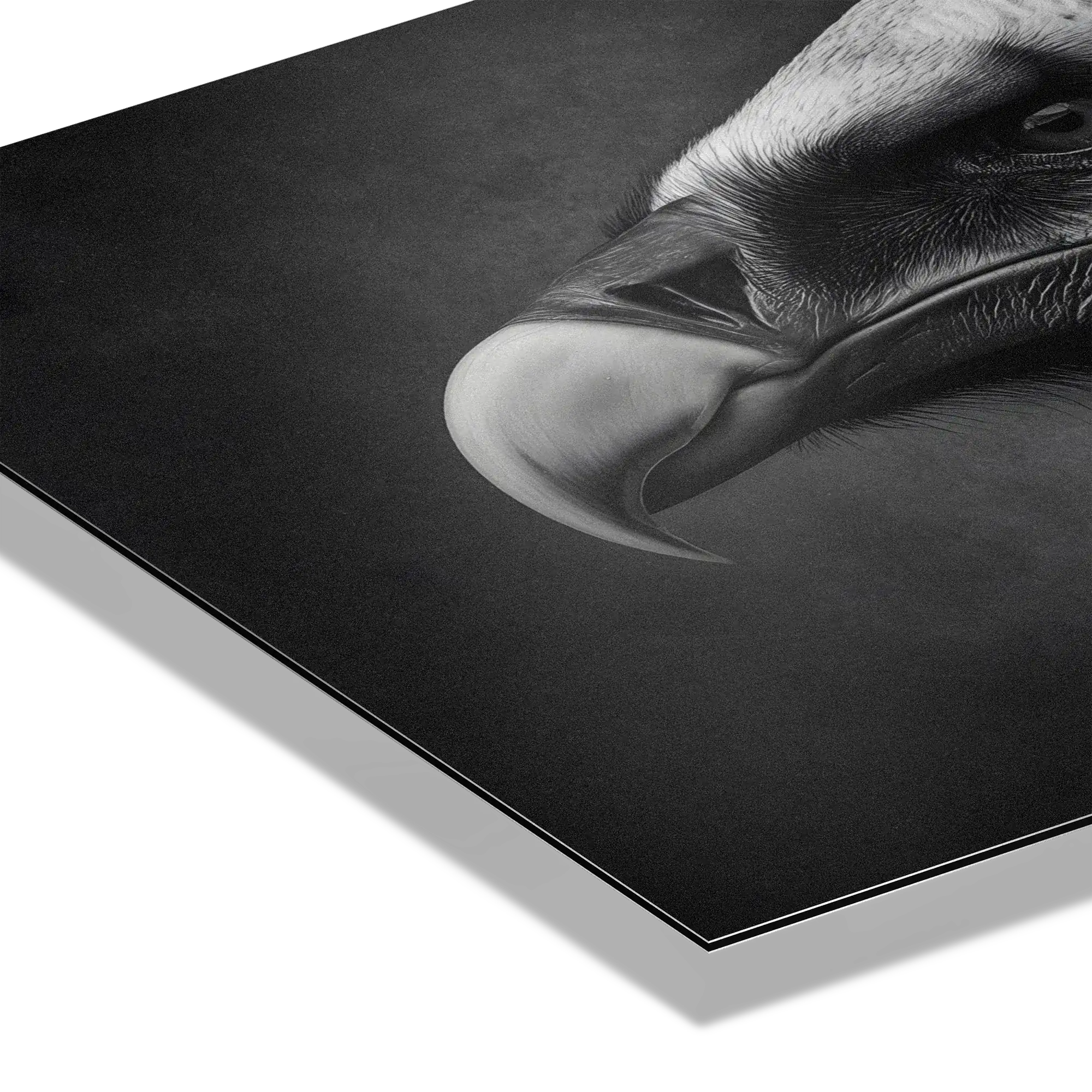 Regard d'un vautour - Tableau Alu-Dibond
