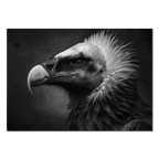 Regard d'un vautour - Tableau Alu-Dibond