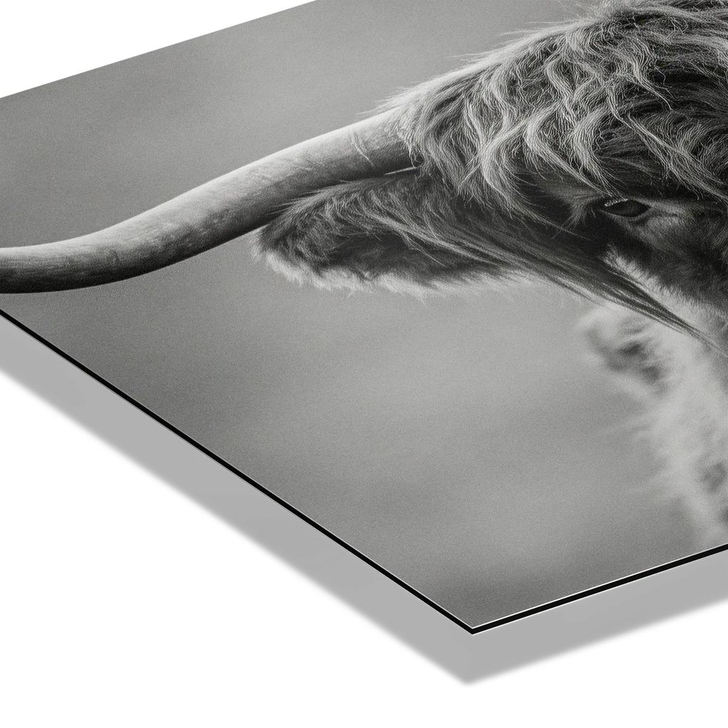 Highland Guardian – Alu-Dibond wall art featuring a close-up of a Highland cow's horn in black and white.