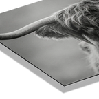 Highland Guardian – Alu-Dibond wall art featuring a close-up of a Highland cow's horn in black and white.