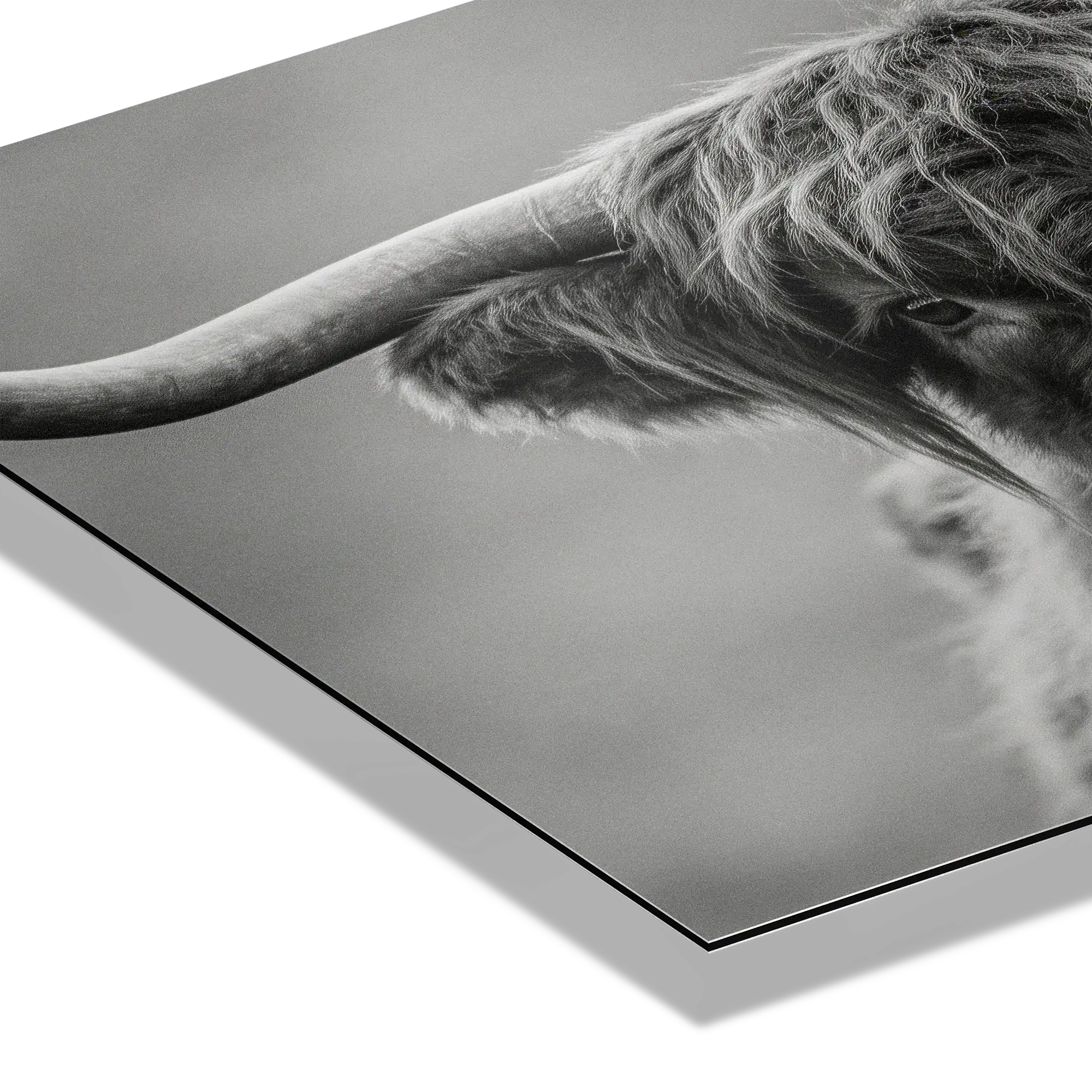Highland Guardian – Alu-Dibond wall art featuring a close-up of a Highland cow's horn in black and white.