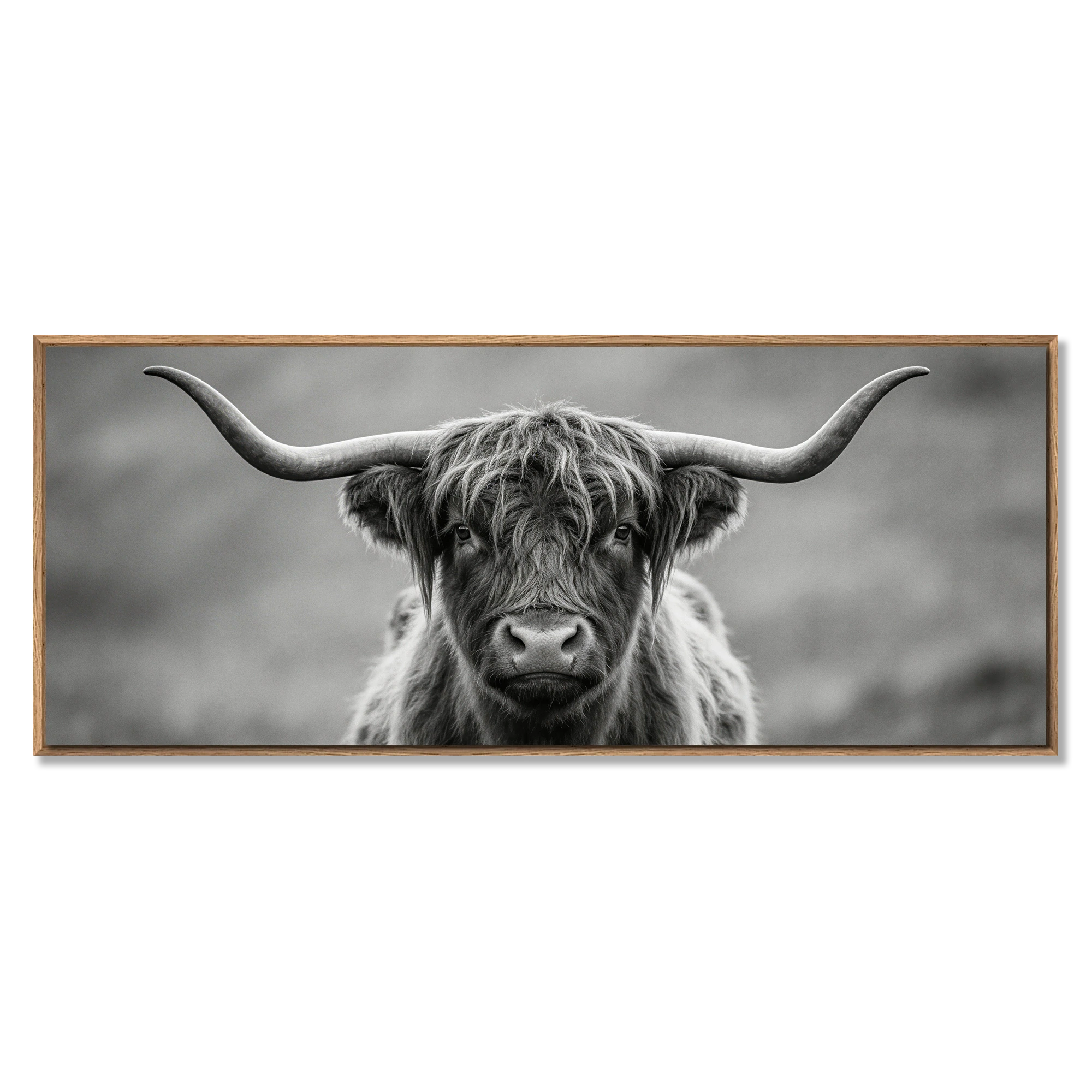 Highland Guardian – Alu-Dibond wall art featuring a Highland cow in black-and-white, showcasing its long horns.
