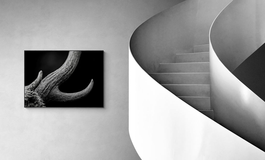 Horn of an Alpine Animal – Alu-Dibond wall art