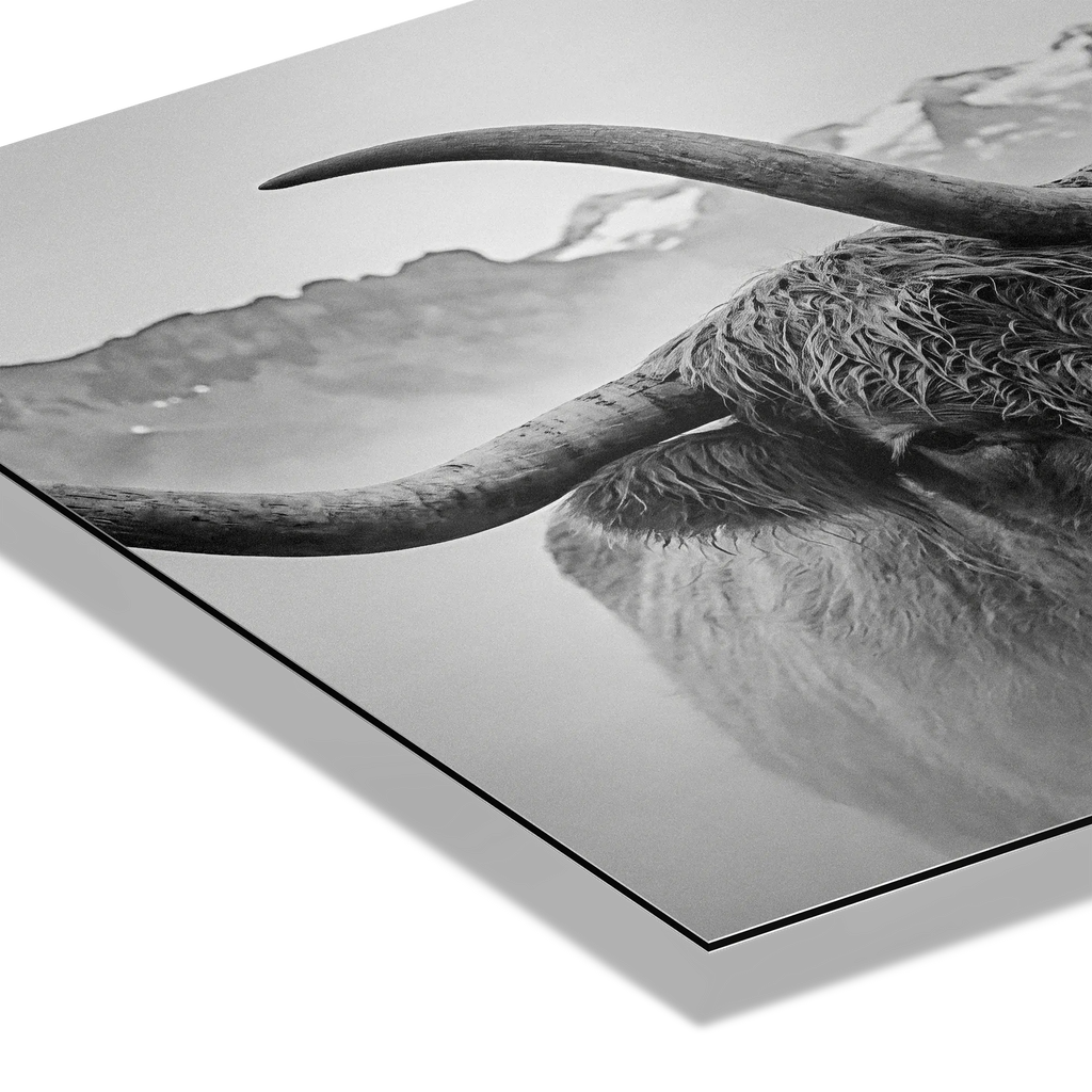 Horned Alpine Duo – Alu-Dibond wall art featuring a close-up of a horned cow in a serene mountain landscape.