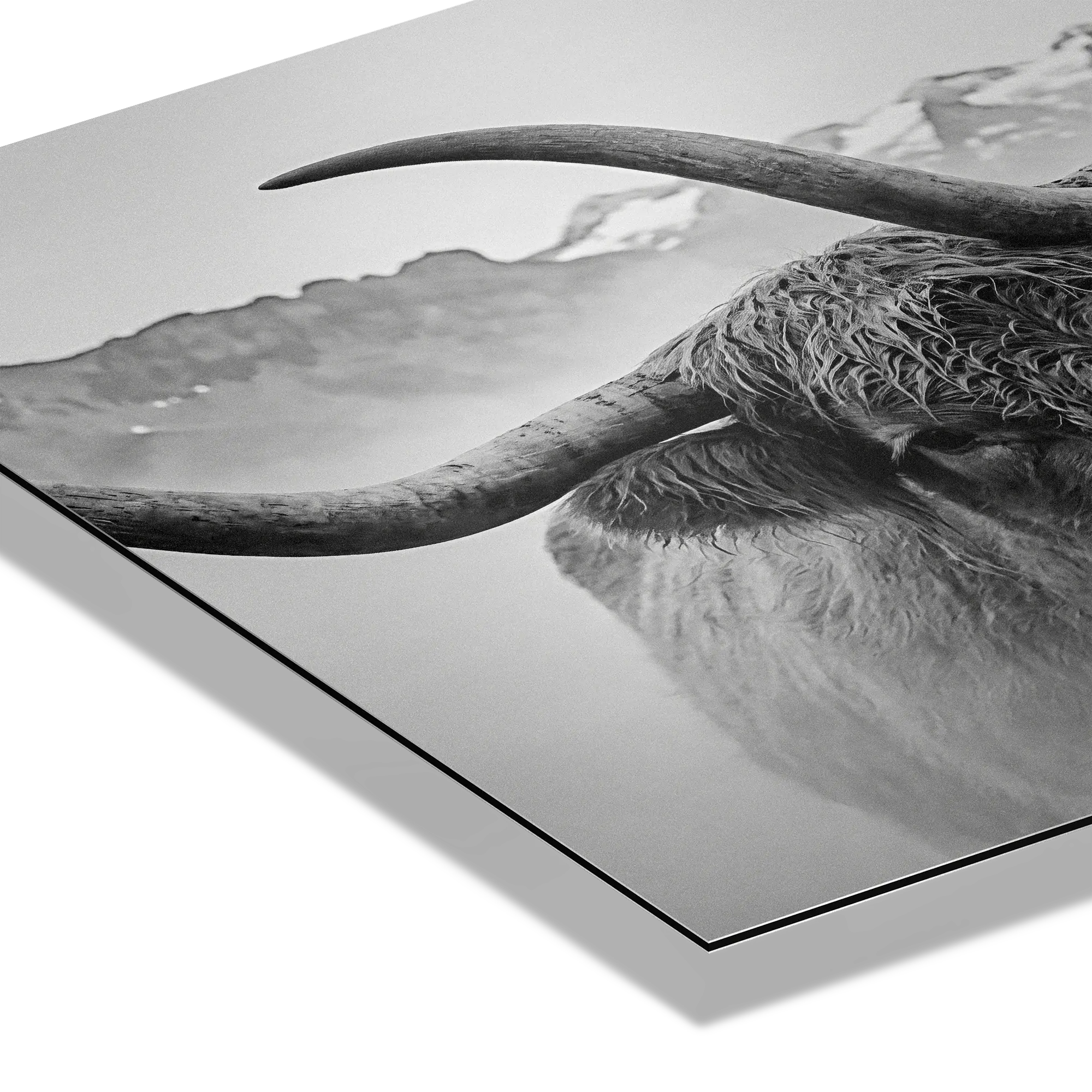 Horned Alpine Duo – Alu-Dibond wall art featuring a close-up of a horned cow in a serene mountain landscape.