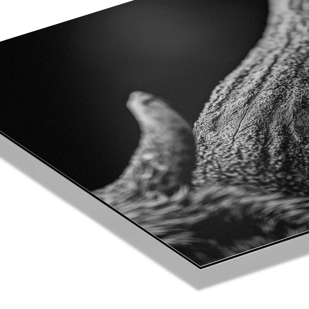 Horn of an Alpine Animal – Alu-Dibond wall art showcasing texture and shadow details on premium surface.