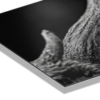 Horn of an Alpine Animal – Alu-Dibond wall art showcasing texture and shadow details on premium surface.