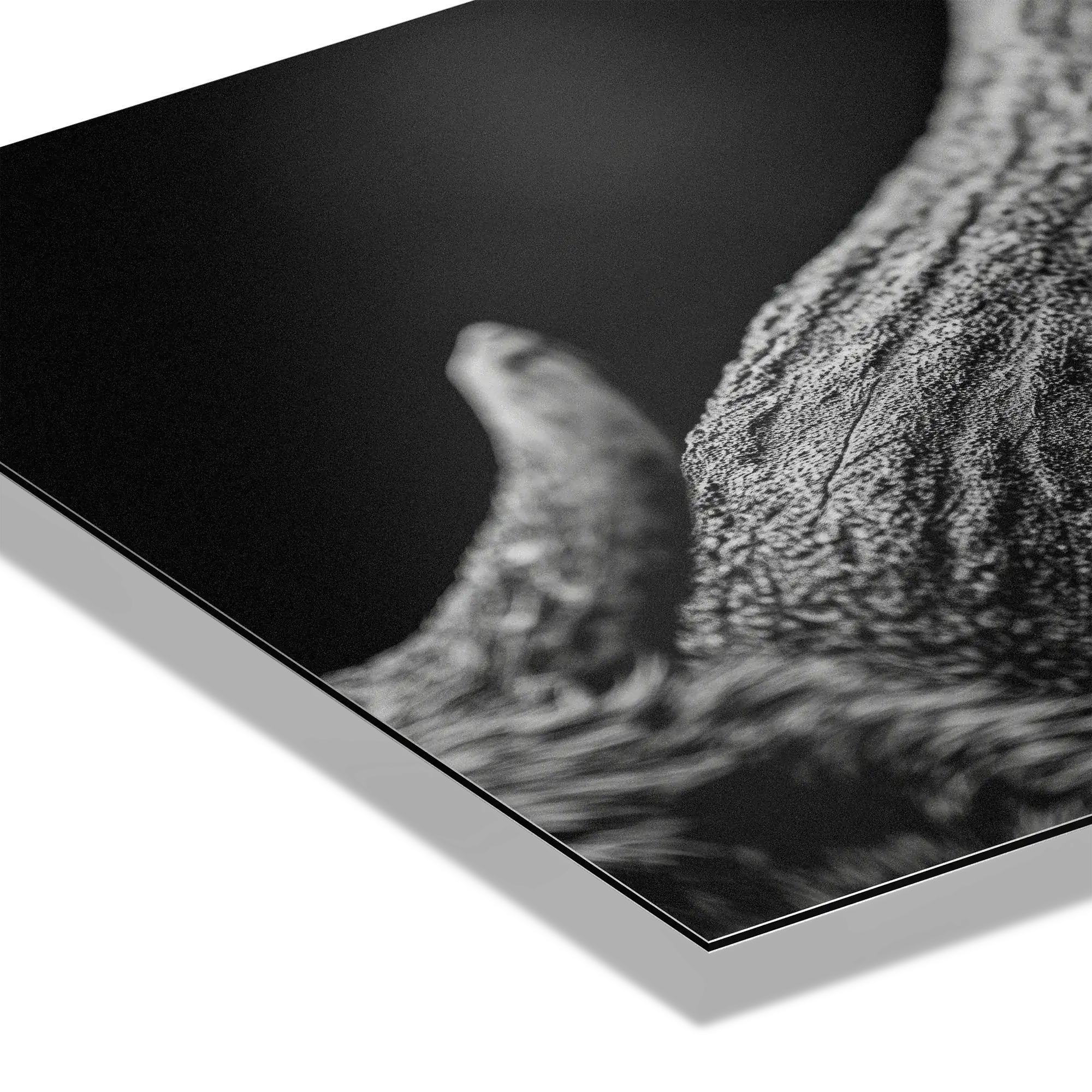 Horn of an Alpine Animal – Alu-Dibond wall art showcasing texture and shadow details on premium surface.