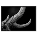 Horn of an Alpine Animal – Alu-Dibond wall art showcasing the raw texture and curves in black and white.