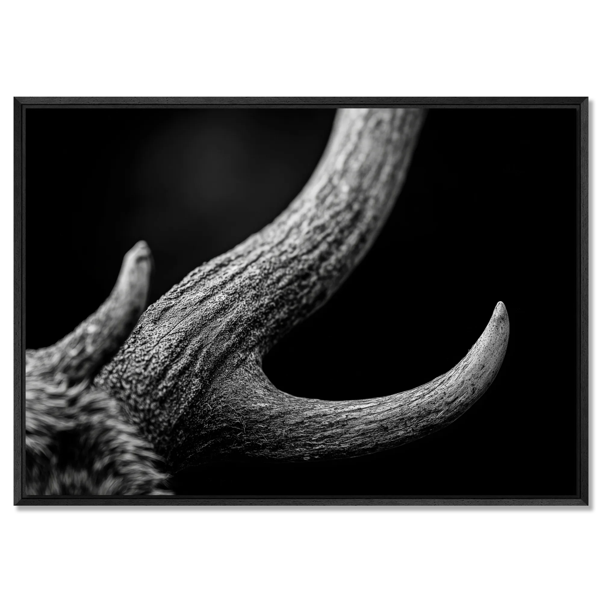 Horn of an Alpine Animal – Alu-Dibond wall art showcasing the raw texture and curves in black and white.
