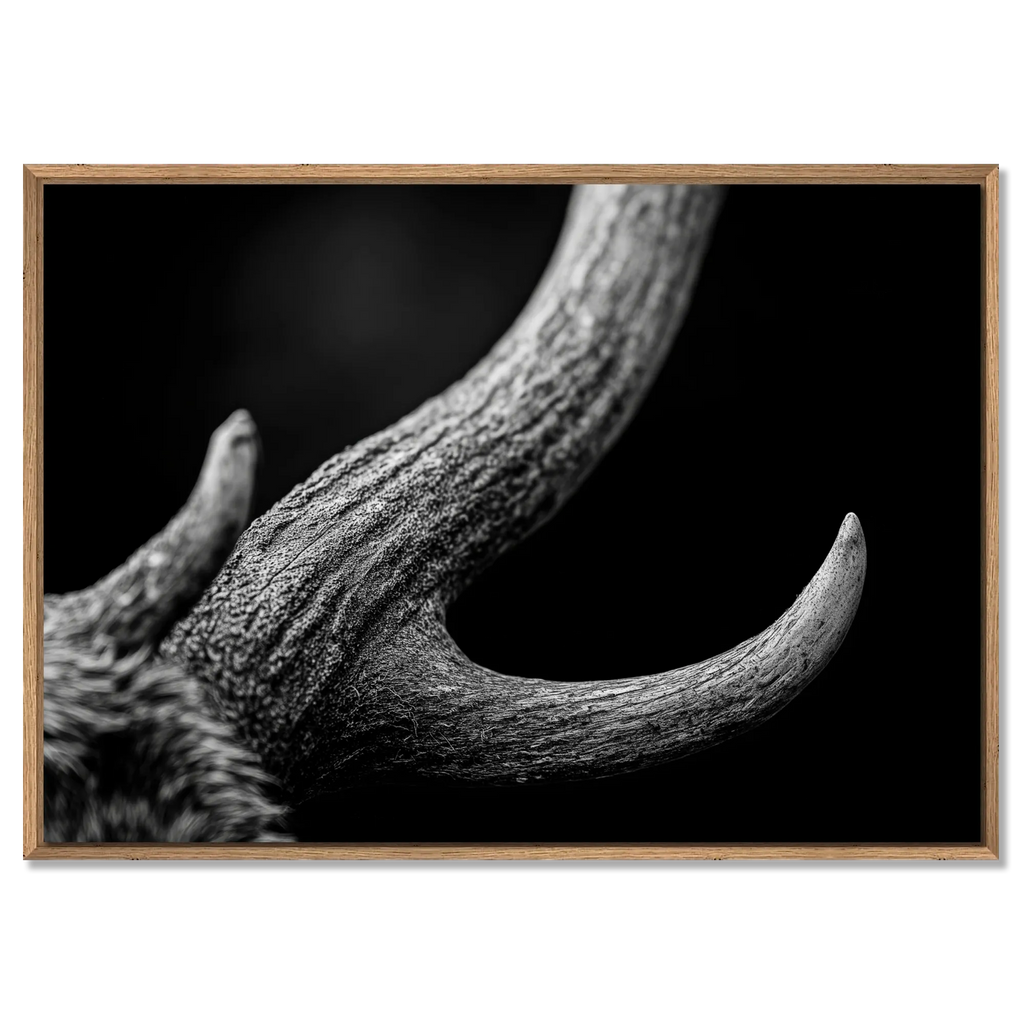 Horn of an Alpine Animal – Alu-Dibond wall art with a textured, black and white design in a wooden frame.