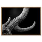 Horn of an Alpine Animal – Alu-Dibond wall art with a textured, black and white design in a wooden frame.