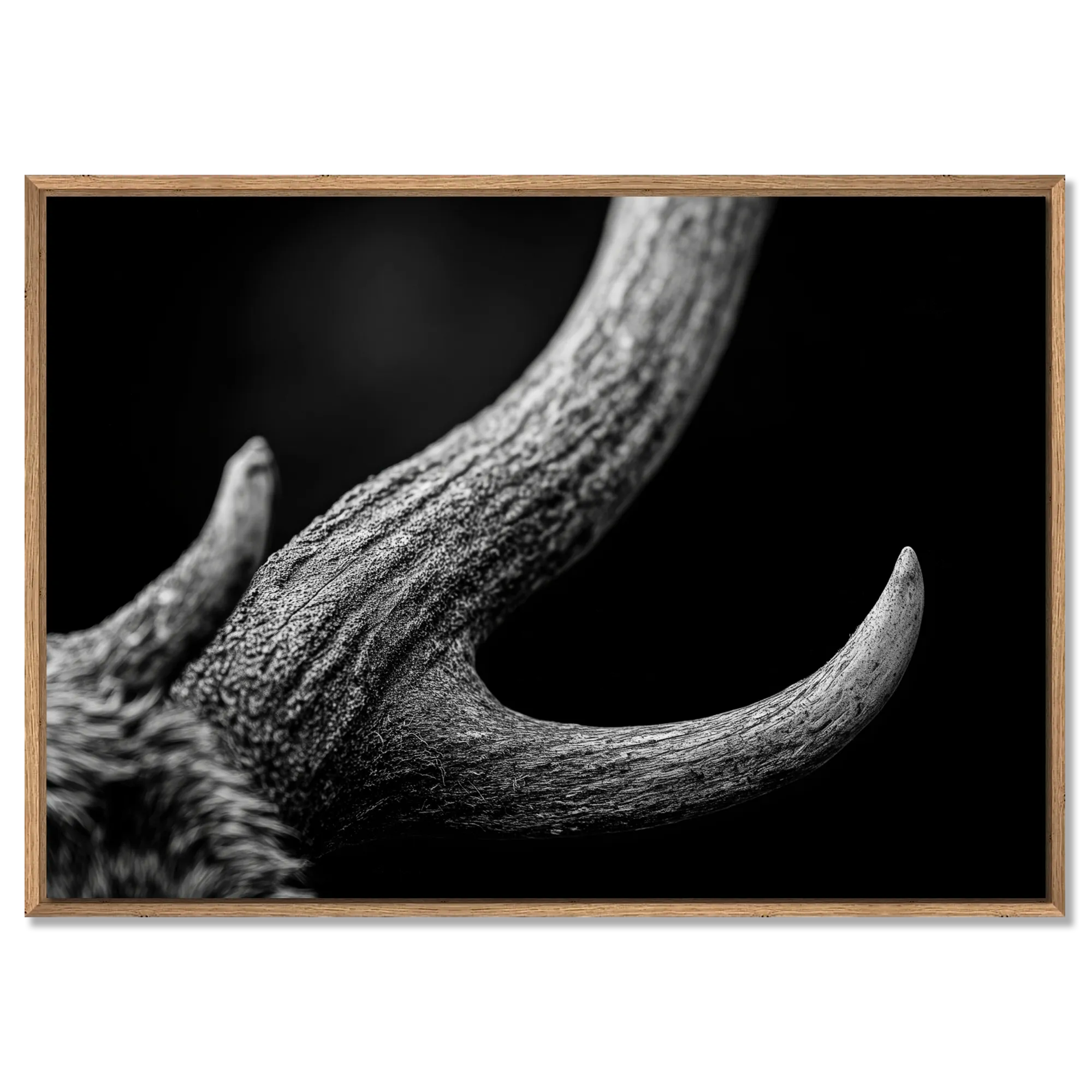 Horn of an Alpine Animal – Alu-Dibond wall art with a textured, black and white design in a wooden frame.