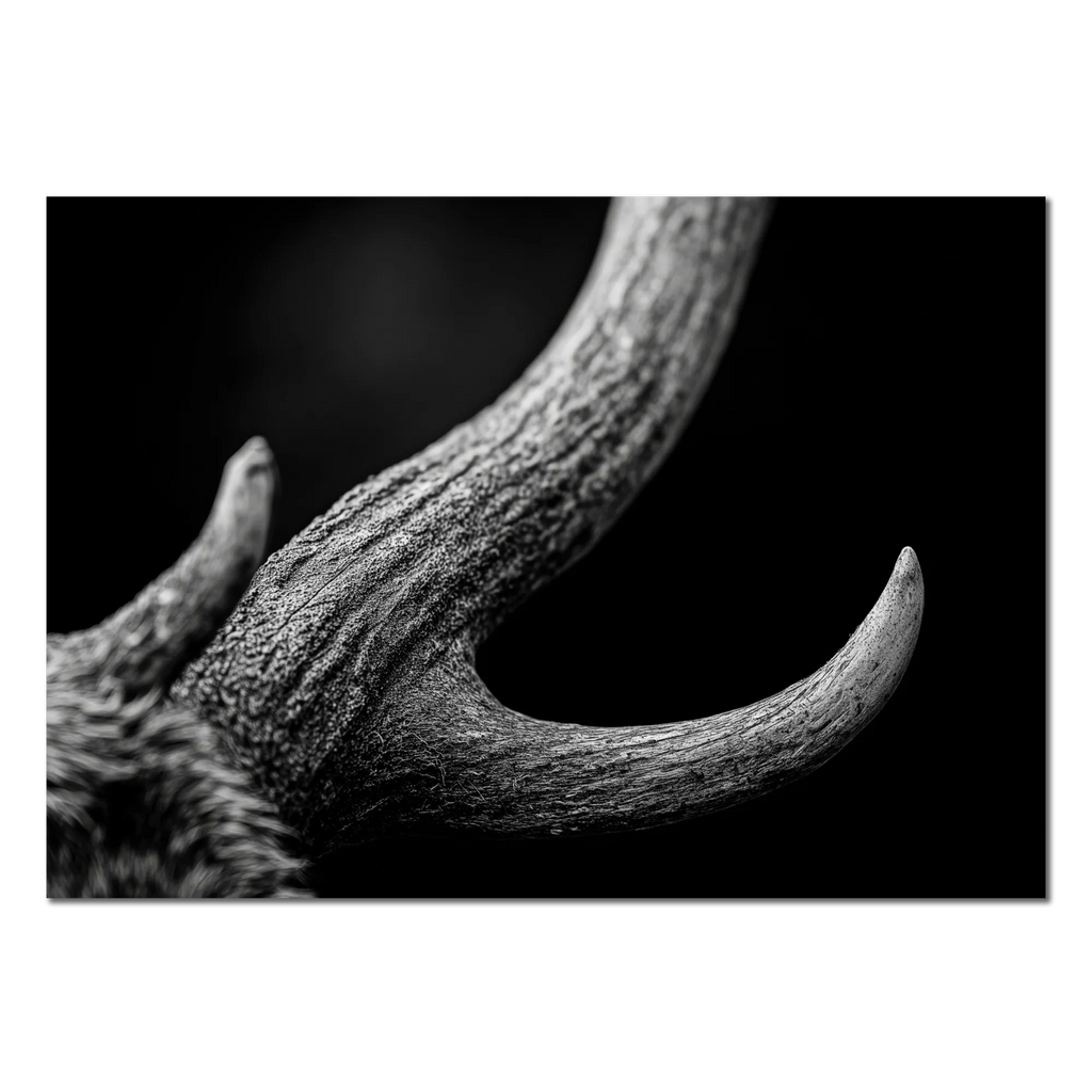 Horn of an Alpine Animal – Alu-Dibond wall art showcasing the textured curve and detail of an alpine horn.