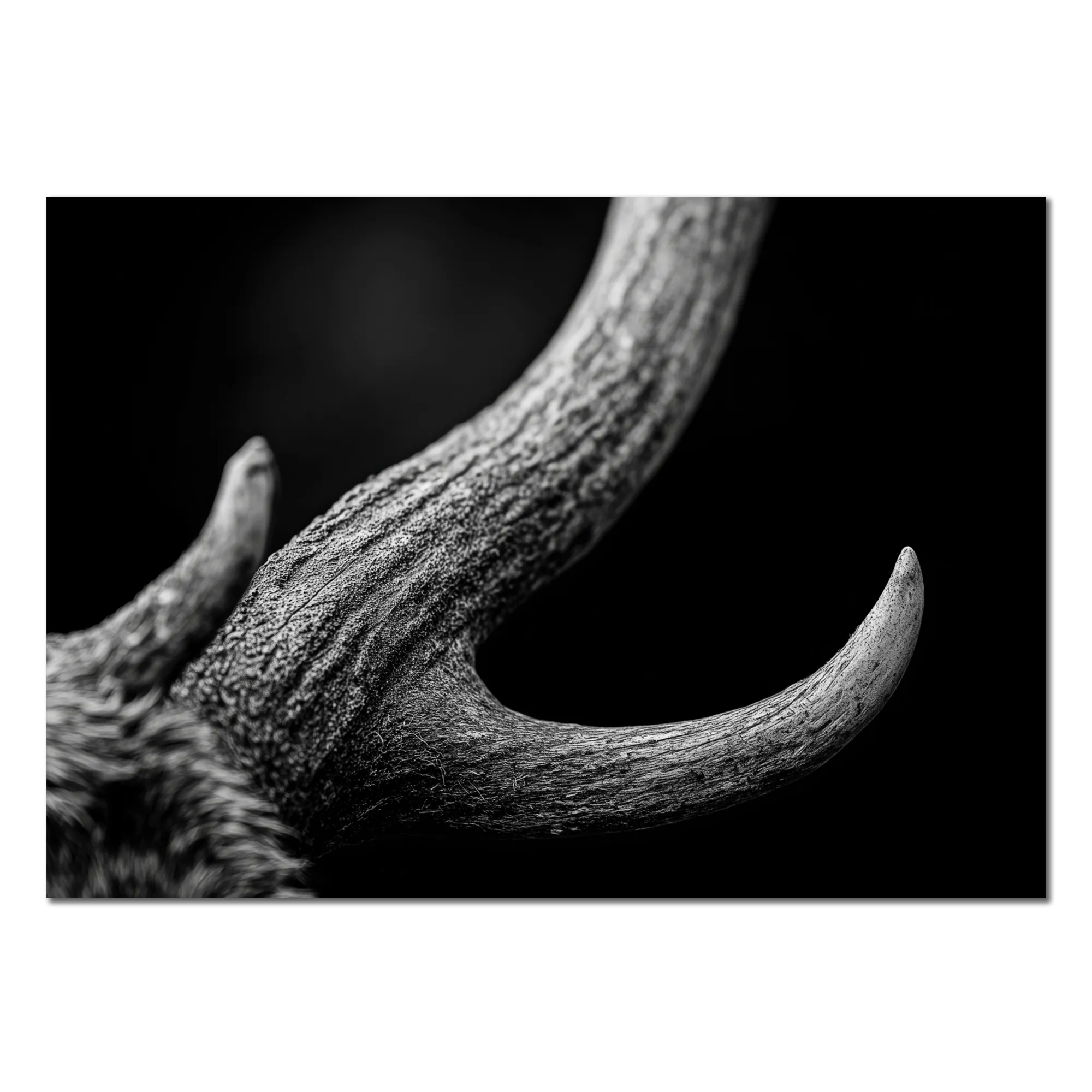 Horn of an Alpine Animal – Alu-Dibond wall art showcasing the textured curve and detail of an alpine horn.