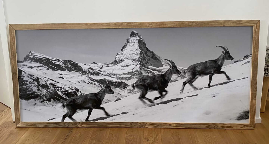 Steinbock und das Matterhorn