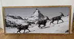 Steinbock und das Matterhorn