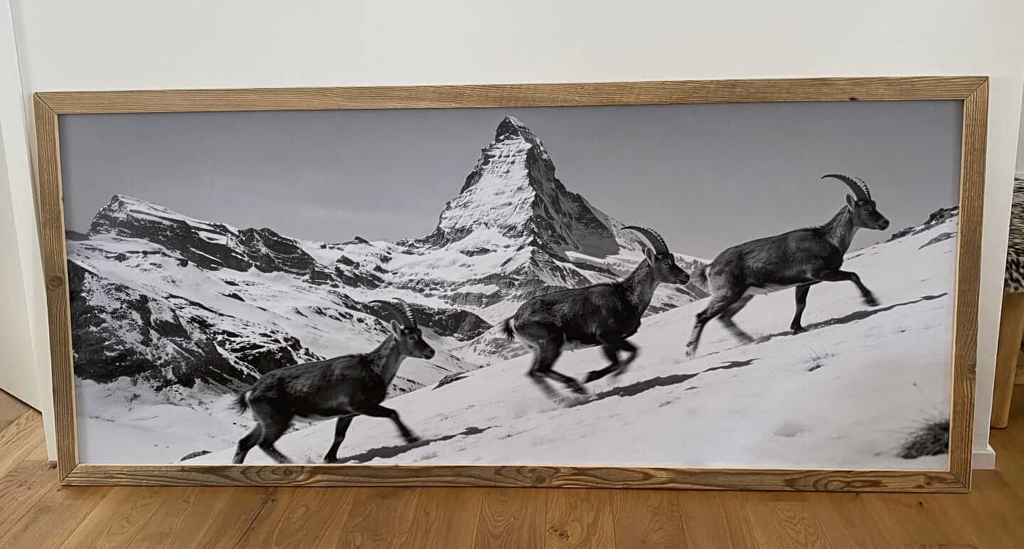 Steinbock und das Matterhorn