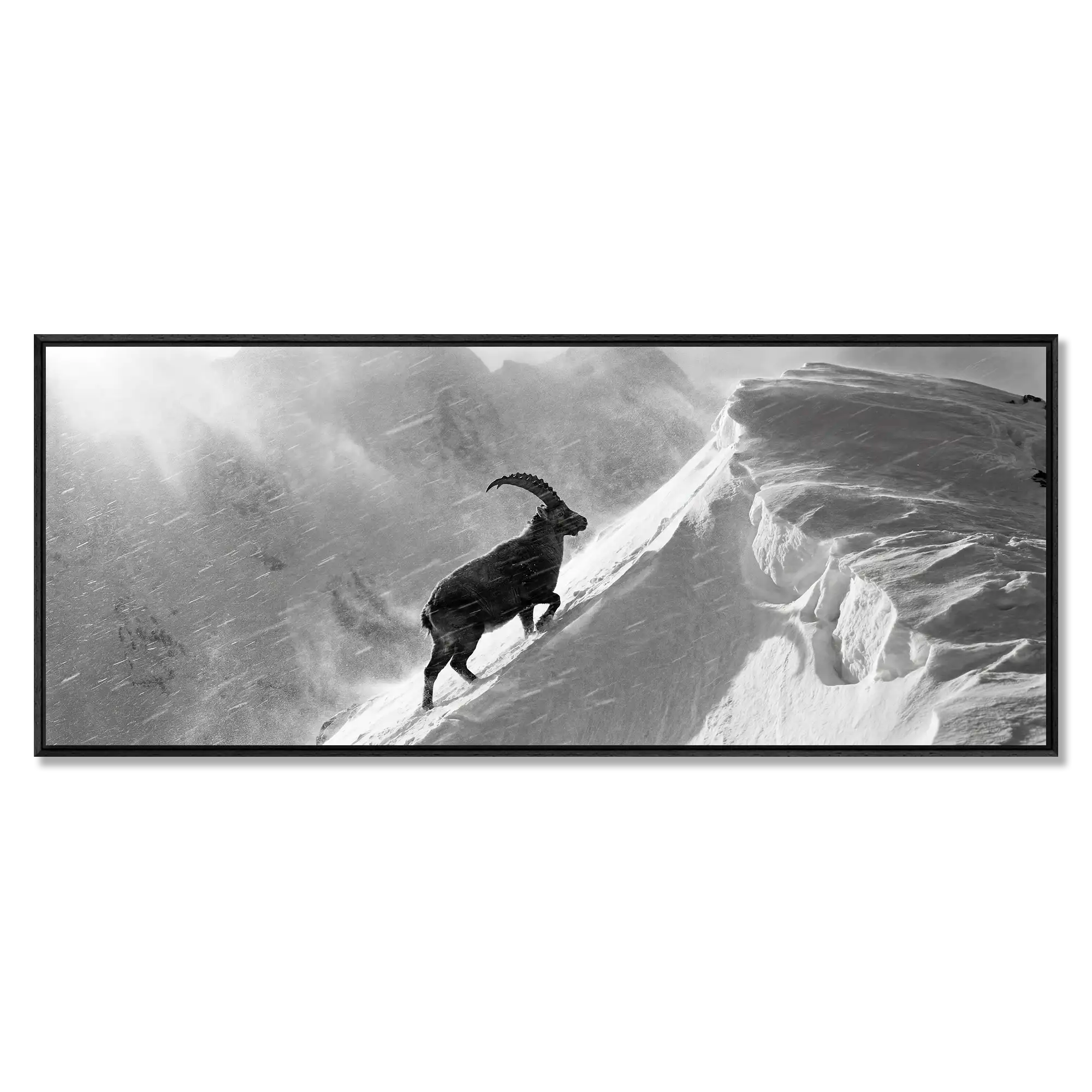 Ibex Through the Alpine Storm